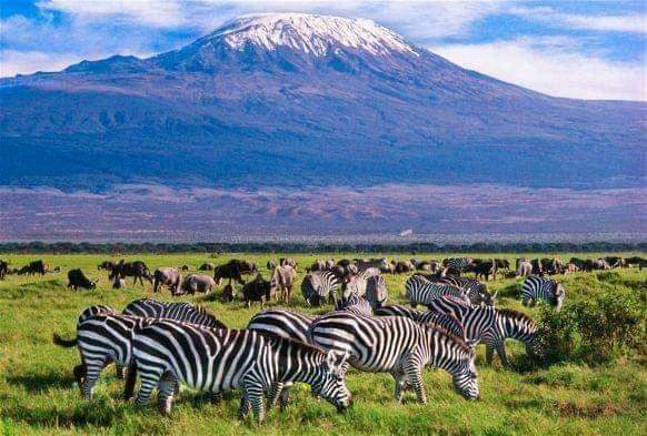 Acacia trees frame the Loita Hills.