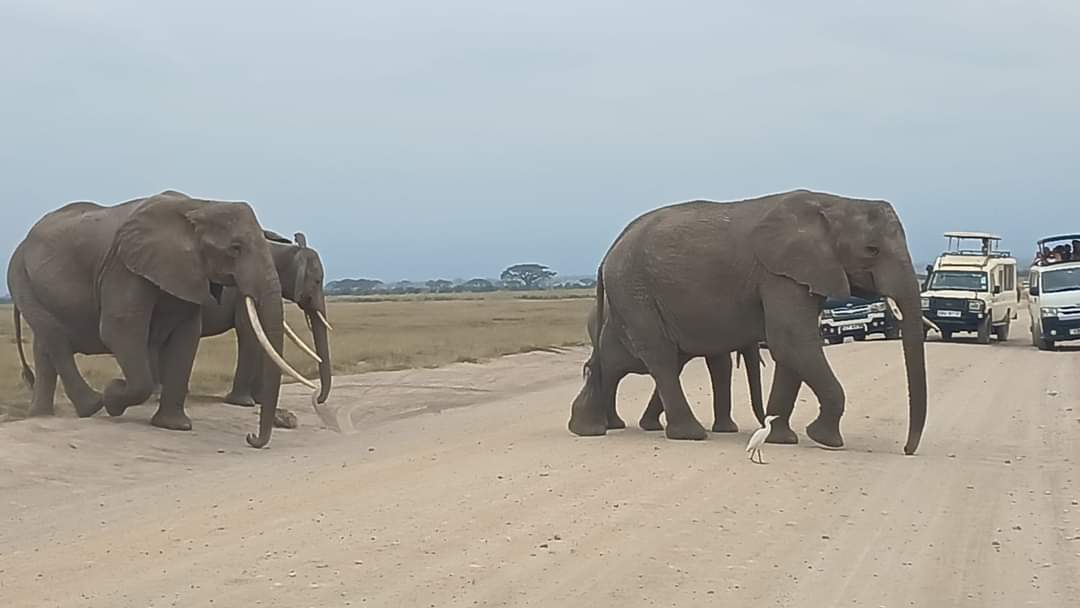 Cape buffalo herd moving through dust.