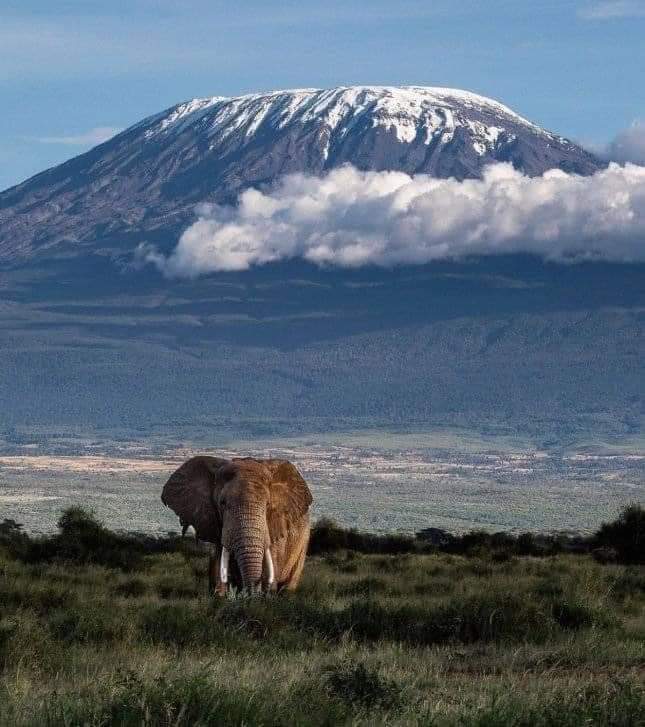 Storm light breaks across the savanna.