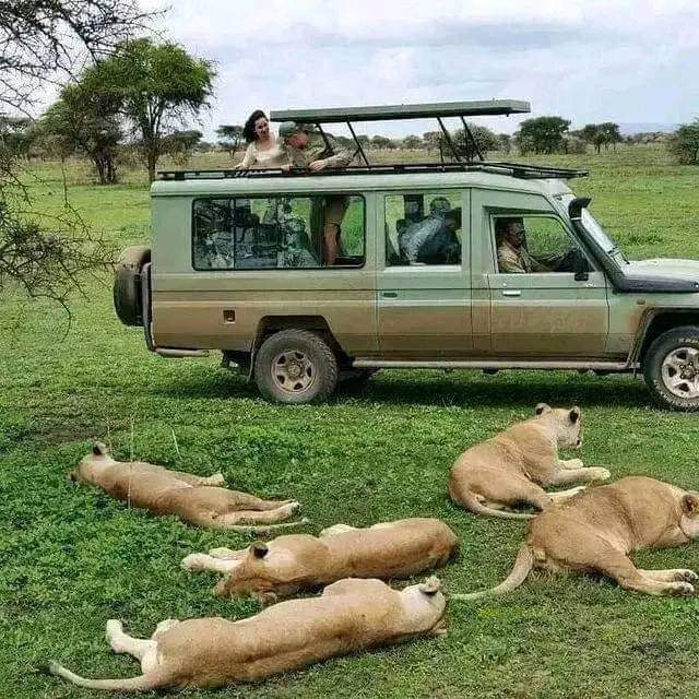 7 Days Kenya Budget Camping Safari — Nakuru, Mara, Amboseli, Tsavo