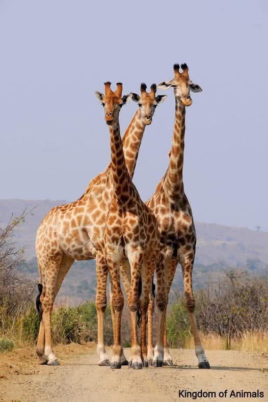 14 Days Kenya & Tanzania Grand Safari — Mara, Serengeti, Ngorongoro & Zanzibar