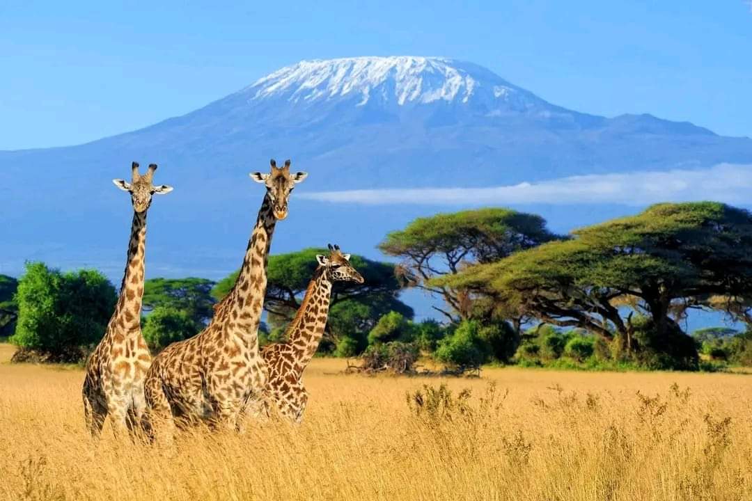 Mount Kenya safari destination