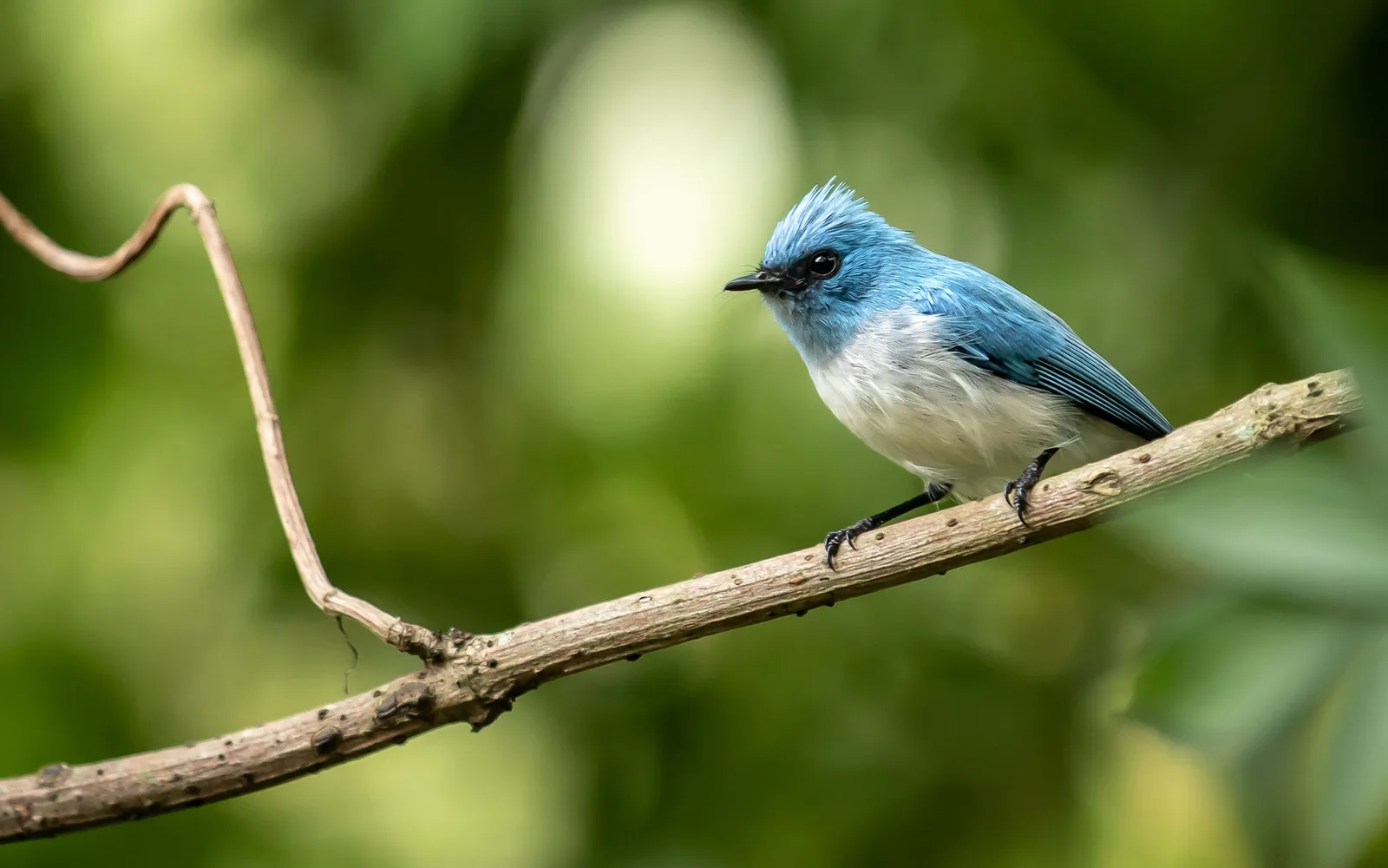 African blue flycatcher in a dense East African forest habitat