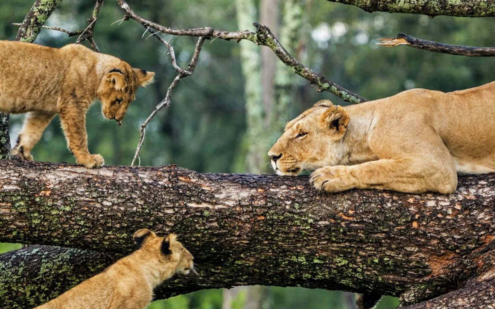 9-Day Southern Tanzania: Nyerere, Mikumi & Ruaha