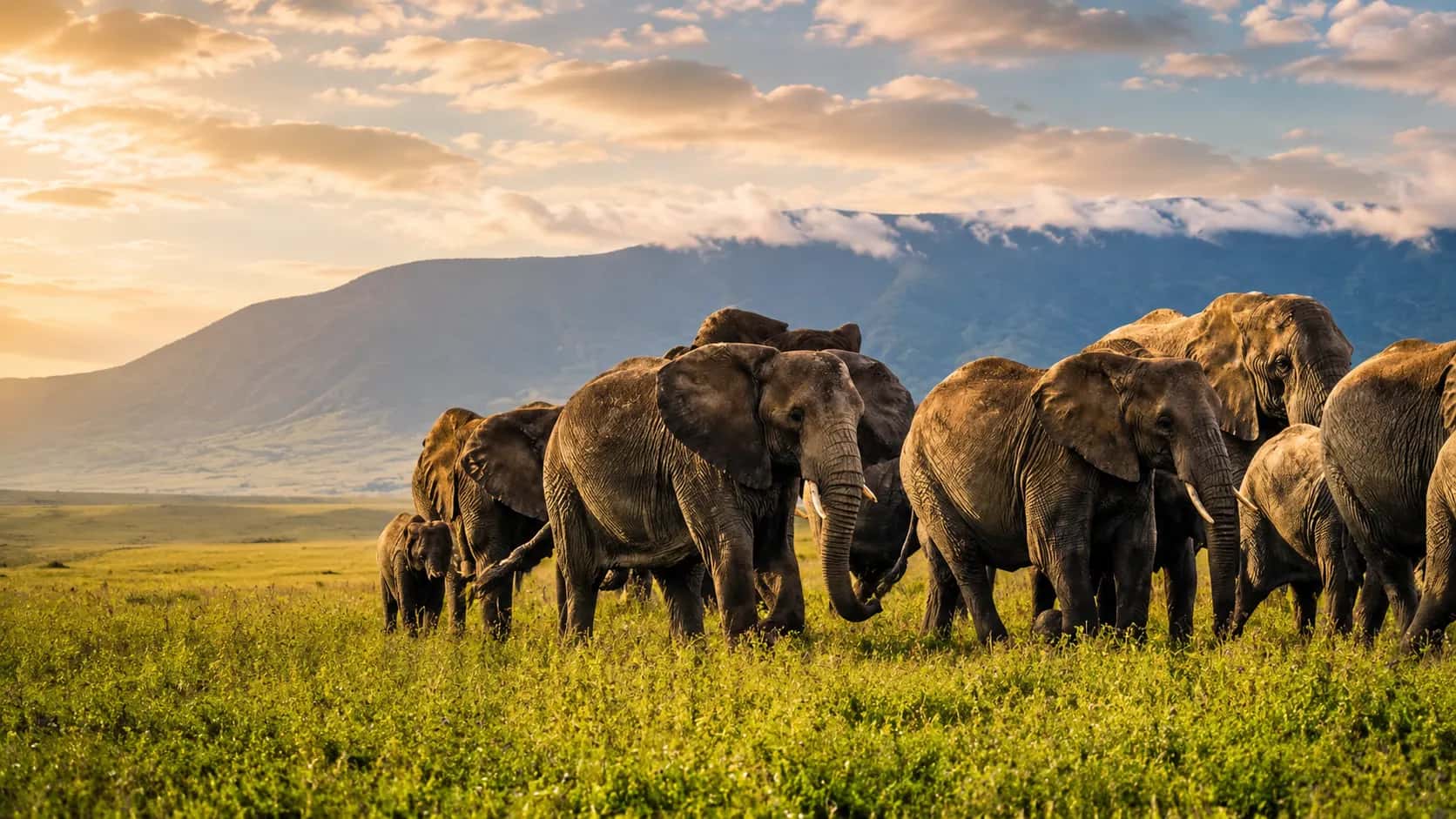 Elephant herd grazing together on the open East African savanna