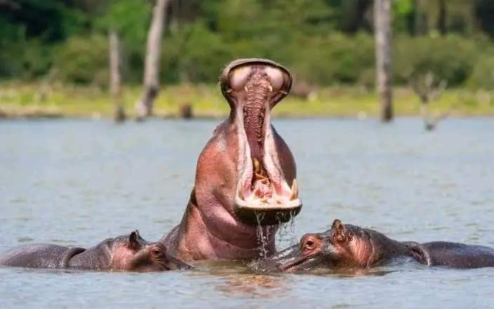 Kisumu City Excursion Tour