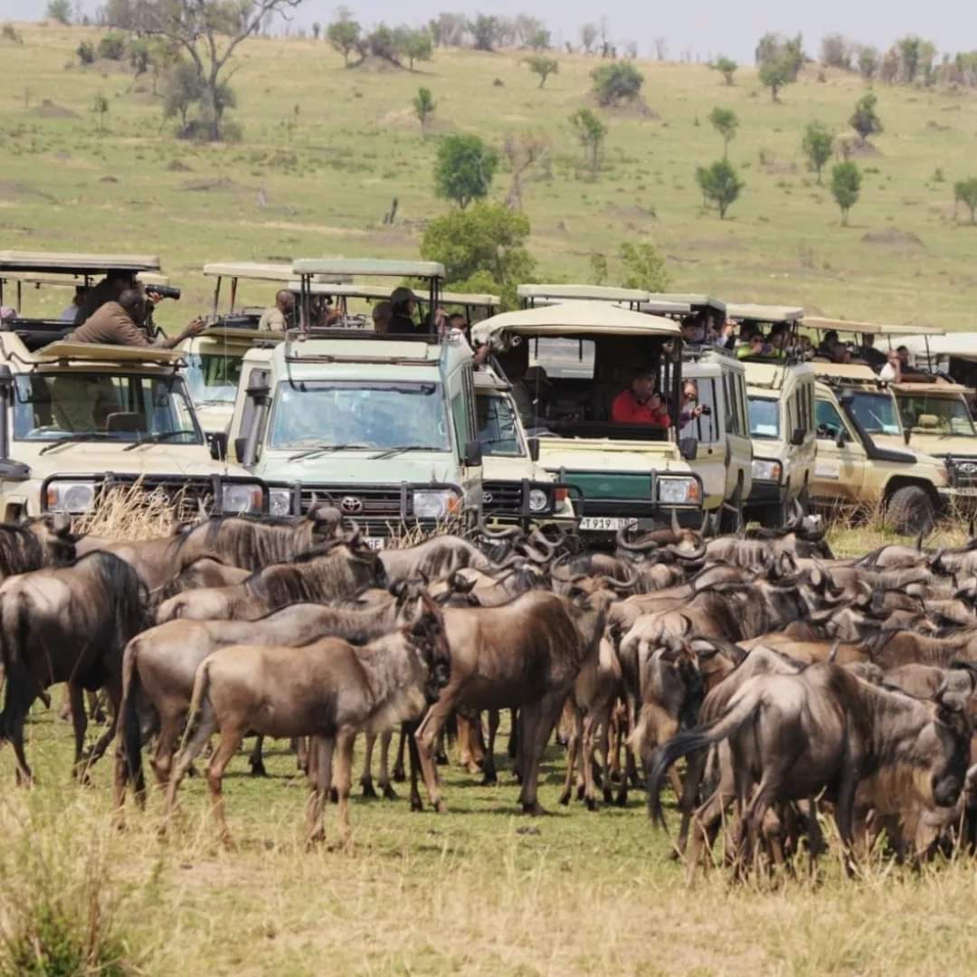 6 Days Serengeti Great Migration Safari — River Crossings
