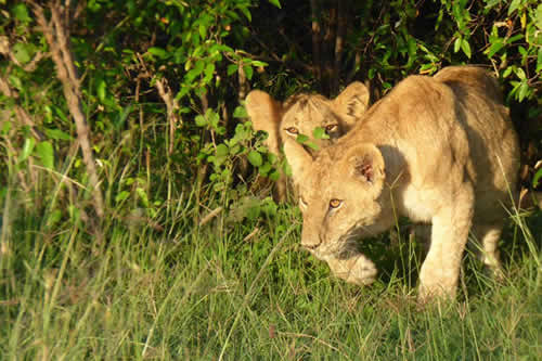 family holidays tours and safaris