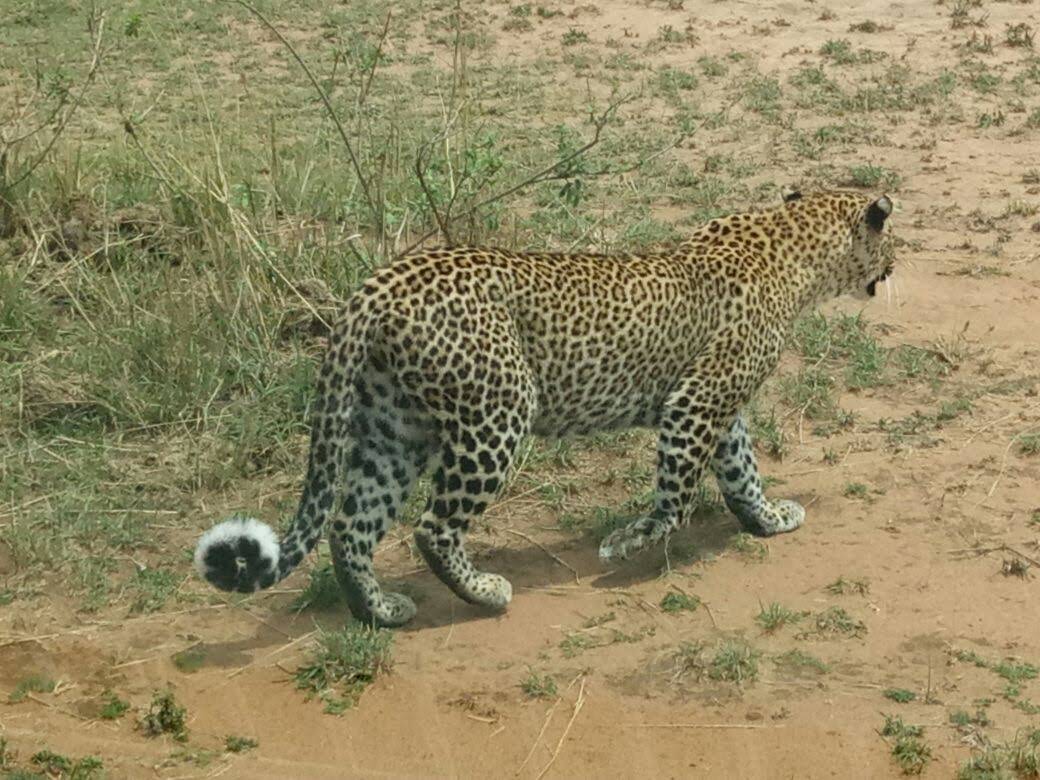 masai mara 