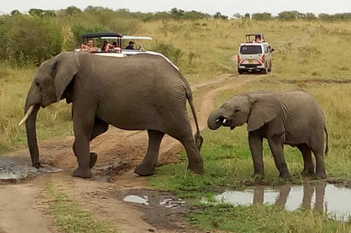 family holidays tours and safaris