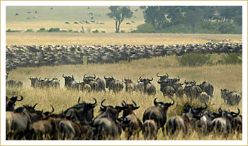 kenya tanzania safaris