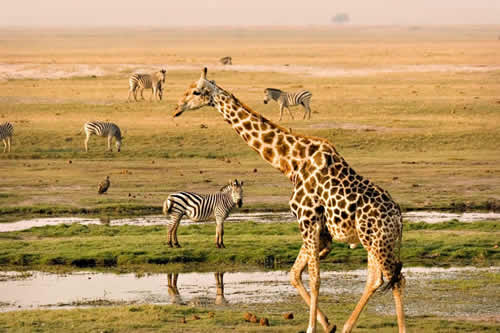 family holidays tours and safaris