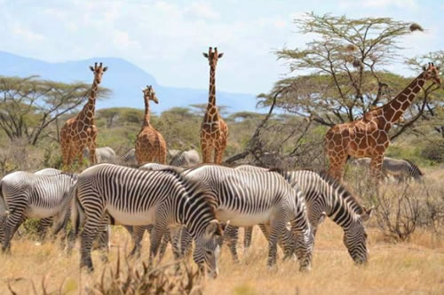 family holidays tours and safaris