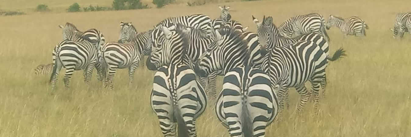 family holidays tours and safaris